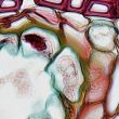 Microscopie plantes © Photo de Fayette Reynolds M.S, Pexels