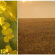 Photo de champ cultures et libellule  © Aude Barottin et Bertrand Couillens