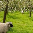 Photo de moutons dans un verger de pommiers © S. Leitenberger, adobe stock